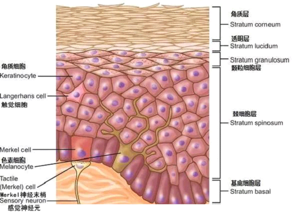 孚美达乳膏淡化皮肤色素沉着作用机制